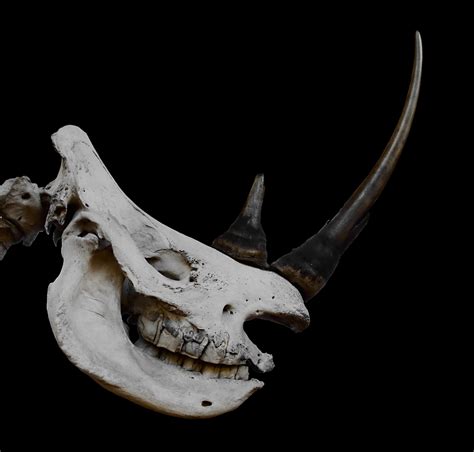 Rhinoceros Skull | Crânes d'animaux, Rhinocéros blanc, Rhinocéros