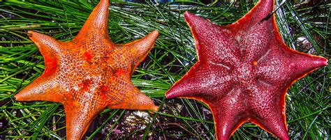 Bat Star - Roundhouse Aquarium Teaching Center - Manhattan Beach ...