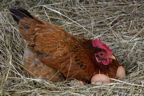 18792970 - a hen laying eggs in its nest - The FruitGuys Community Fund