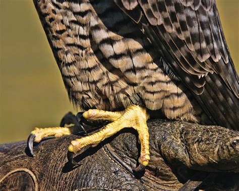 Raptor Talons Photograph by Betty Eich