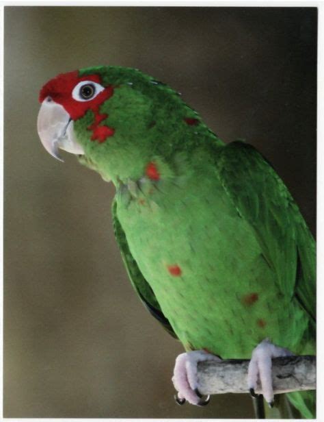 Postcard of MITRED CONURE Closeup | Birds, Conure, Parrot