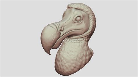 Dodo Bird Head Sculpt - Download Free 3D model by POLYCOSM [c4e7f0b] - Sketchfab