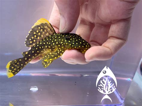 Gold Nugget Pleco - Marine Warehouse Aquarium