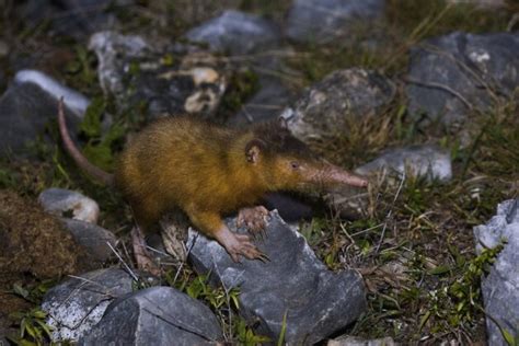 Solenodon: One of the World's Very Few Venomous Mammals Rediscovered