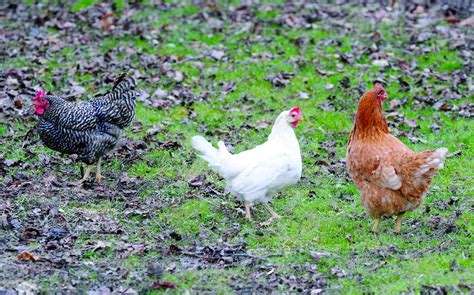 12 DAYS OF CHRISTMAS: American or French, chickens are egg-citing to ...