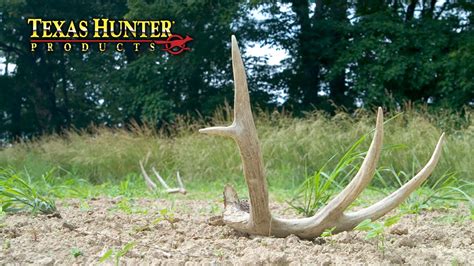 Tips For Finding Deer Sheds