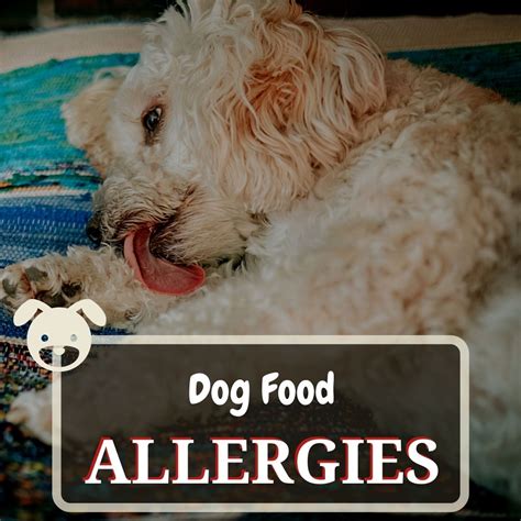 Dog Food Allergies: Symptoms, Causes & Treatment - Dog Food Heaven