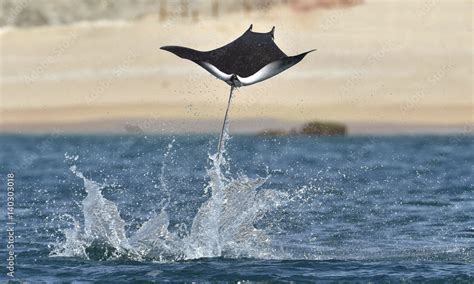 Mobula ray jumping out of the water. Mobula munkiana, known as the ...