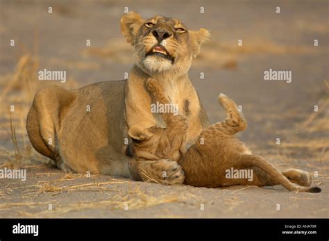 Lioness and her cub playing Stock Photo - Alamy