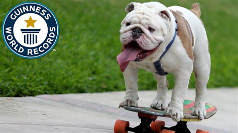 Otto the skateboarding bulldog - Guinness World Records - YouTube