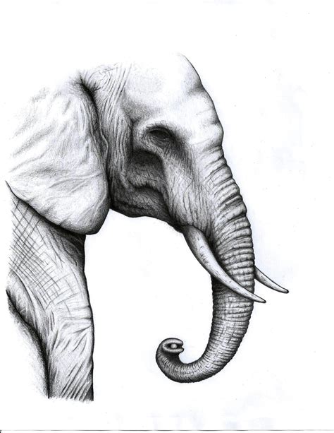 Elephant Pencil Drawing