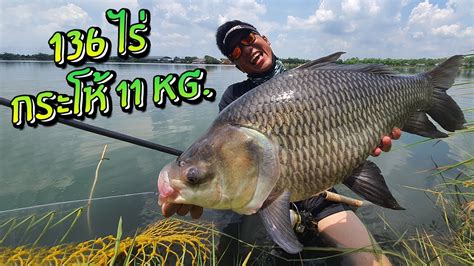 กระโห้อินเดียยักษ์! บ่อดิน 136 ไร่! Catla Carp in BIG lake! - YouTube