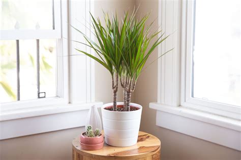 Dragon Tree: Indoor Plant Care & Growing Guide