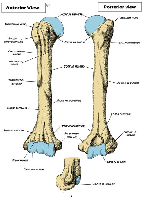 Anatomy: Humerus by BK-81