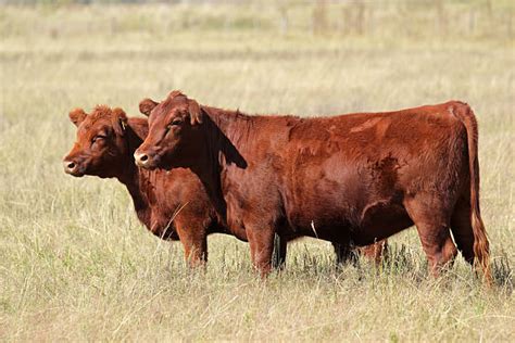 Royalty Free Red Angus Cattle Pictures, Images and Stock Photos - iStock