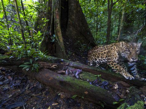 Jaguar: the amazing Amazon big cat | Stories | WWF