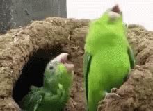 Birds Singing GIF - Birds Singing Funny - Discover & Share GIFs