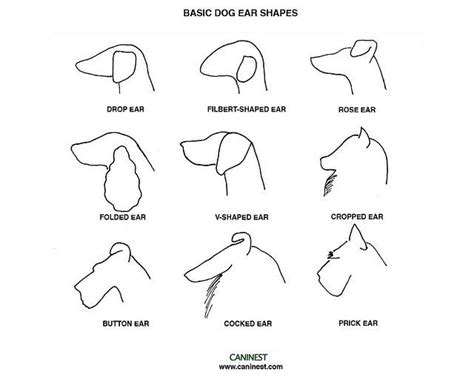 Canine Ear Shape | Dog ear, Dogs ears infection, Dog infographic