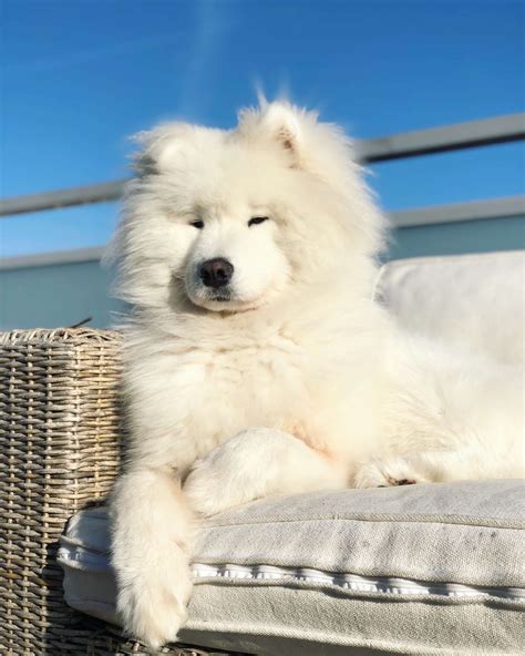 Samoyed - Dog Breed Info & Size