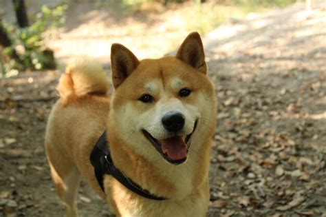 Premium Photo | Akita inu