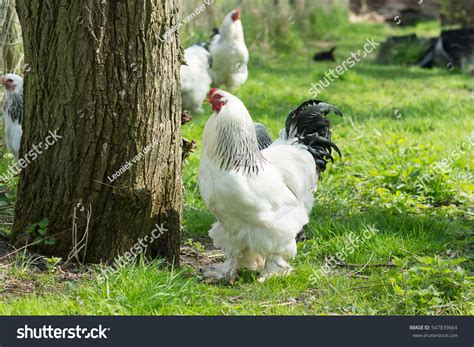 1,667 Brahma Chicken Images, Stock Photos & Vectors | Shutterstock