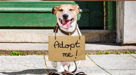 Adoption Event – Friends of the Burlington County Animal Shelter