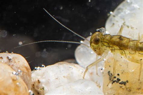 Ephemeroptera | The Microscopic Life of Shetland Lochs