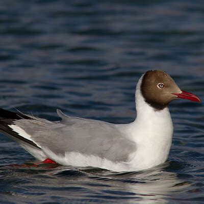 Brown-headed Gull (Chroicocephalus brunnicephalus) :: BirdWeather