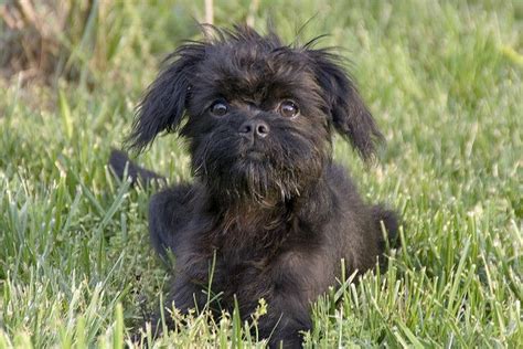 Asher | Affenpinscher puppy, Affenpinscher dog, Dog breeds