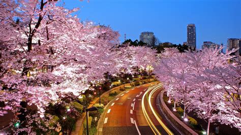 2016 Cherry Blossom Forecast : Tokyo MARCH 22-26 START! | Experience Tokyo - Travel, Discover ...