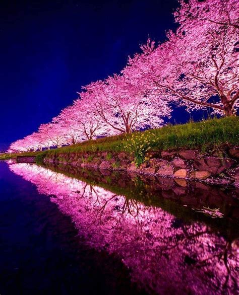 Sakura in Japan. : r/pics