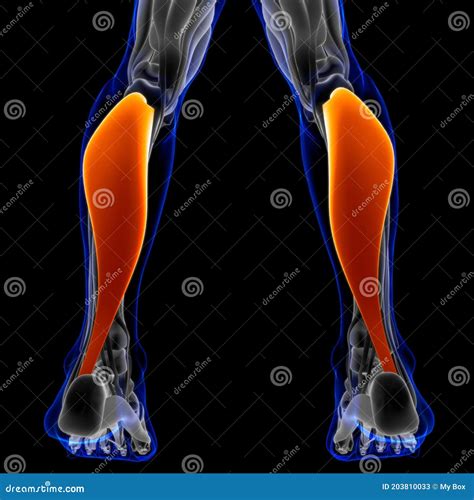 Soleus Muscle Anatomy for Medical Concept 3D Illustration Stock Illustration - Illustration of ...