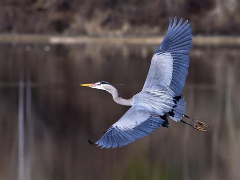 Grey Heron vs Blue Heron: What Are The Differences? | Birdfact