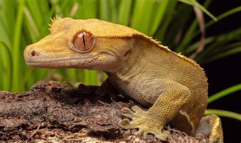 Discover Some of the Best Lizard Pets to Have - Franchise Guide HQ UK