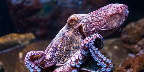 Octopus | National Wildlife Federation