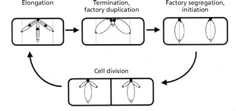 Figure 1 from Bacterial chromosome segregation. | Semantic Scholar