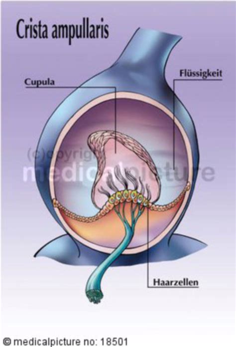 Ampulla Cupula