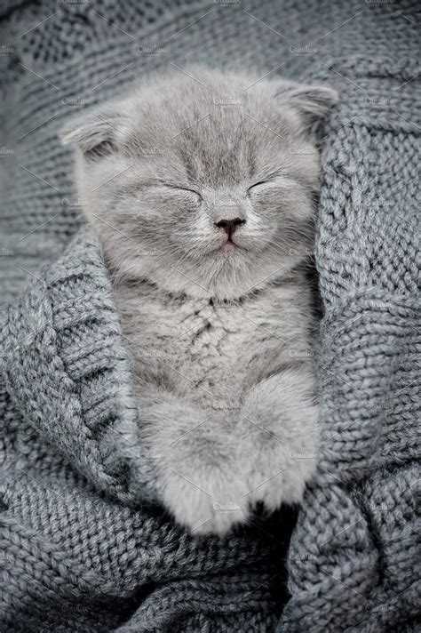 Cute little kitten featuring cat, pet, and cute | Cute little kittens, Cute fluffy kittens ...