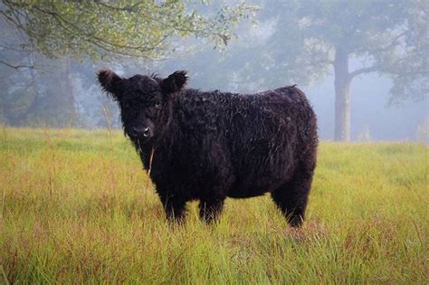 American Galloway Breeders Association | WHY GALLOWAY?