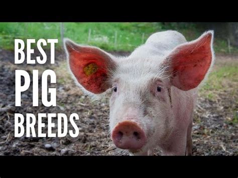 ⋆ ️ Pig breeds: the best breeds for pig farming ⋆ Qoodis.com