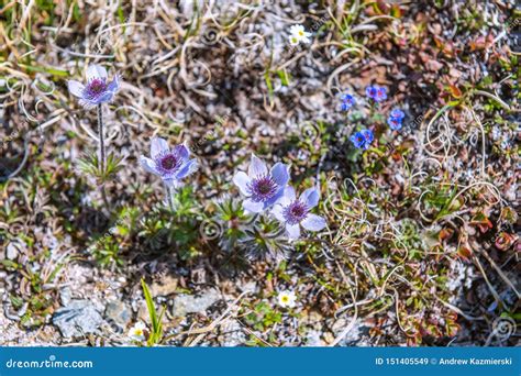 Flowers of the Tundra stock image. Image of nome, blue - 151405549