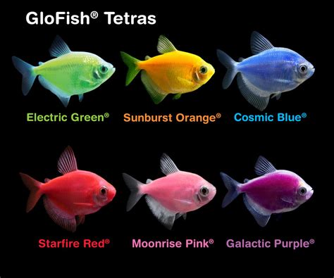 GloFish® Brand of Spectrum Brands Pet LLC Expands Fluorescent Fish Offerings in Canada