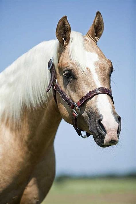 Palomino Quarter Horse stallion | Horses - Goldens | Pinterest ...