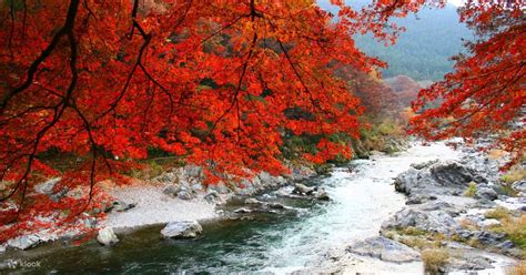 Okutama Autumn Foliage and Yamanashi Prefecture Fruit Picking Tour from Tokyo - Klook Philippines