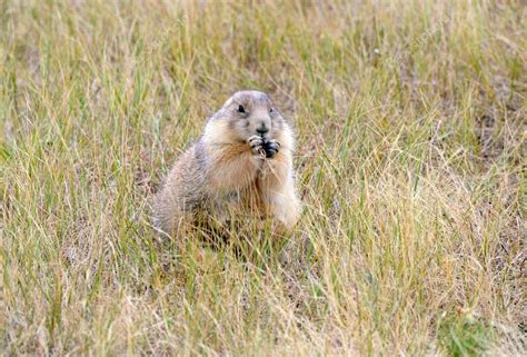 Prairie dogs are burrowing rodents native to several Rocky Mountain and ...