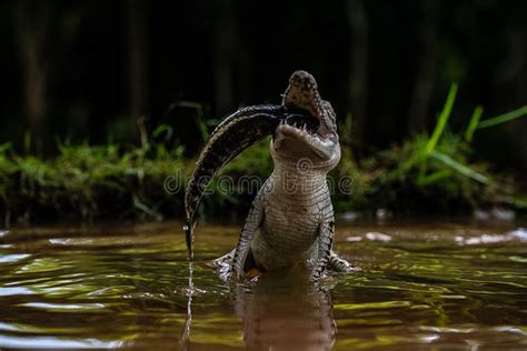 Crocodile Feasting on Fish in the Wetland Stock Photo - Image of fish ...