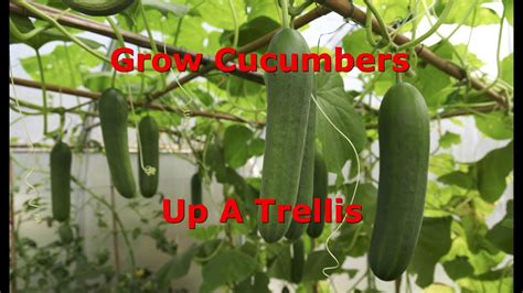 Cucumber Growing Trellis