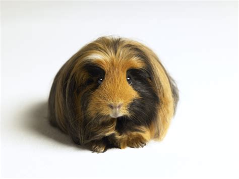 De verschillende kleuren, vachttypes en patronen van cavia's - Pets Place