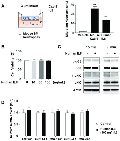 Effects of recombinant human IL8 protein on stress kinase activation... | Download Scientific ...