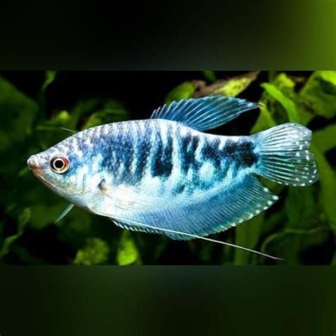 Opaline Gourami for sale | Ikan eksotis, Aquarium air tawar, Ikan